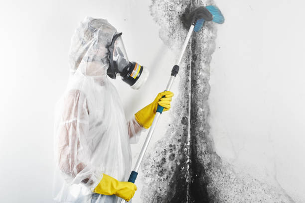 Best Commercial Mold Inspection  in Paris, IL