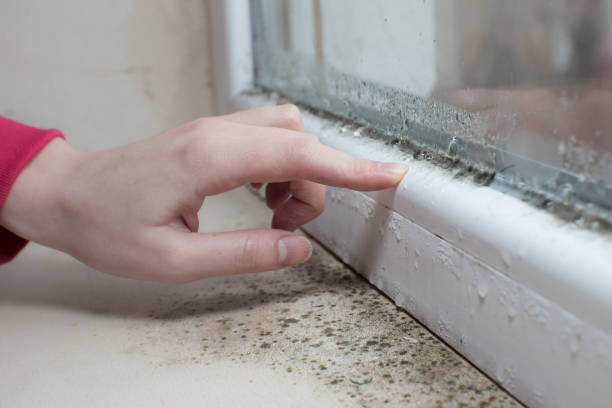 Best Environmental Consulting for Mold Prevention  in Paris, IL
