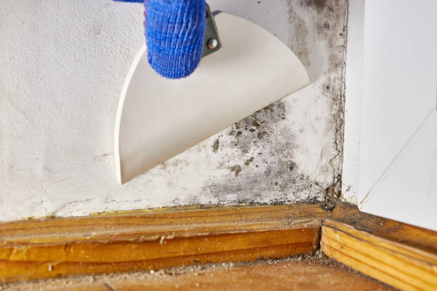 Reliable Paris, IL Mold Removal Solutions