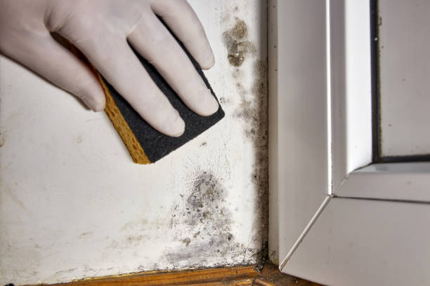 Best Black Mold Removal  in Paris, IL