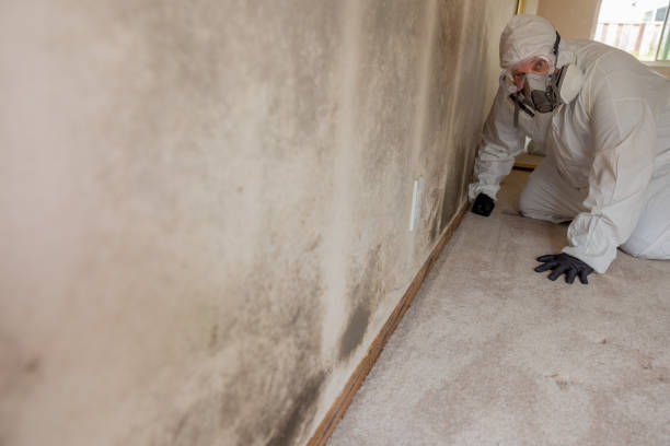 Best Mold Odor Removal Services  in Paris, IL